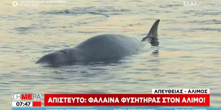 Φάλαινα έφτασε στον Αλιμο – Επιχείρηση για τη διάσωσή της