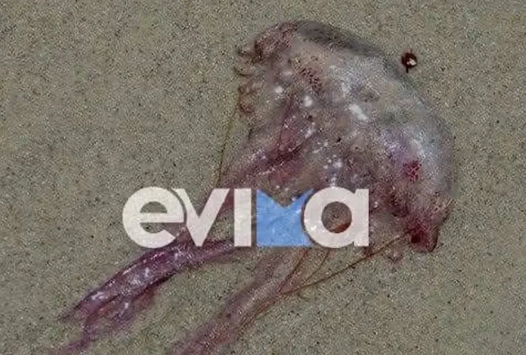 Συναγερμός για τις μωβ μέδουσες - Τι ΔΕΝ πρέπει να κάνετε αν σας τσιμπήσουν